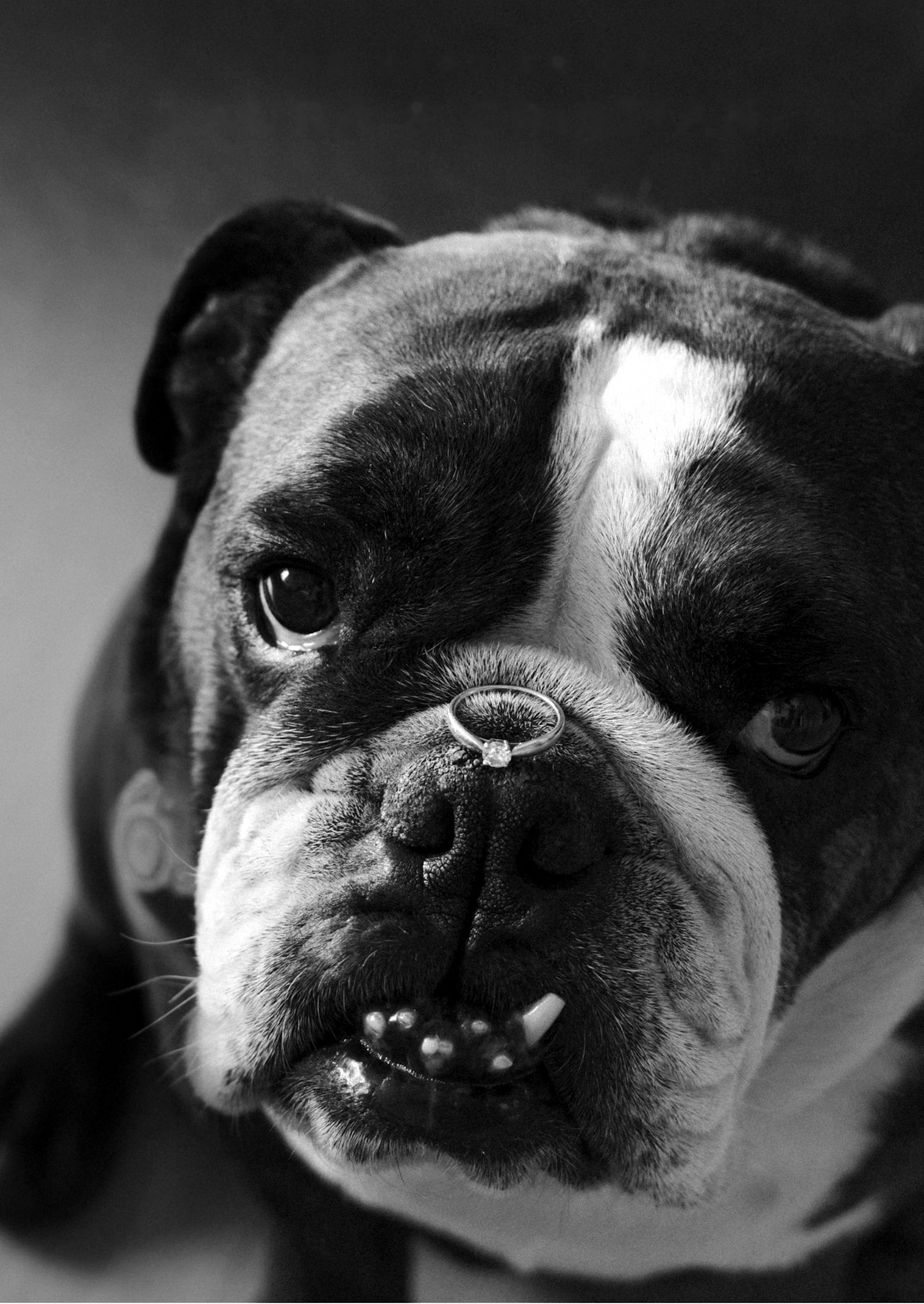 Our bulldog looking at the camera with the engagement ring on his nose