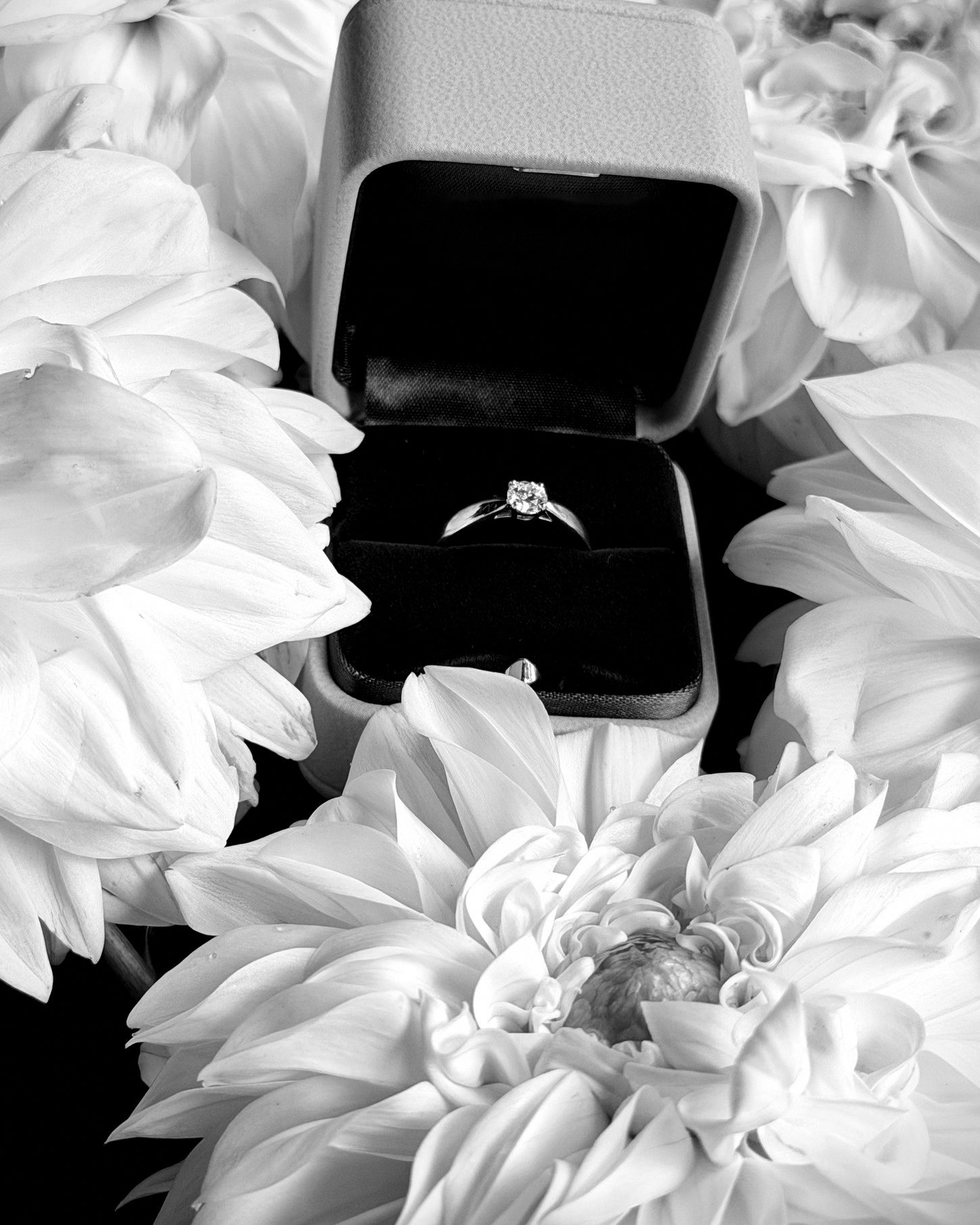 Our engagement ring in its box, surrounded by white dahlias